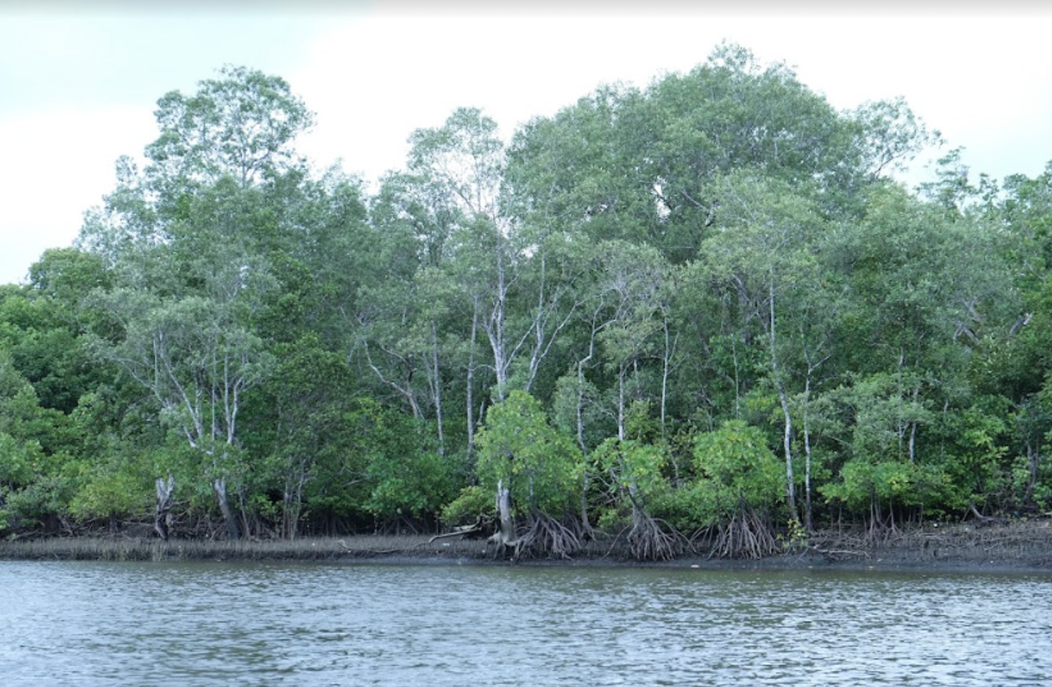 Mangrove forest around concession  PT Lestarikan Bumi Papua